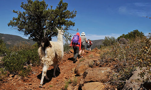 LLama Hiking